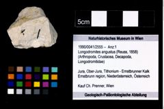 Foto (Objekt + Etikett) von Longodromites angustus (Reuss, 1858)  (NHMW-GEO-1990-0041-2555)